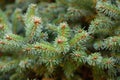 White spruce Picea glauca Little Globe, close-up needles Royalty Free Stock Photo